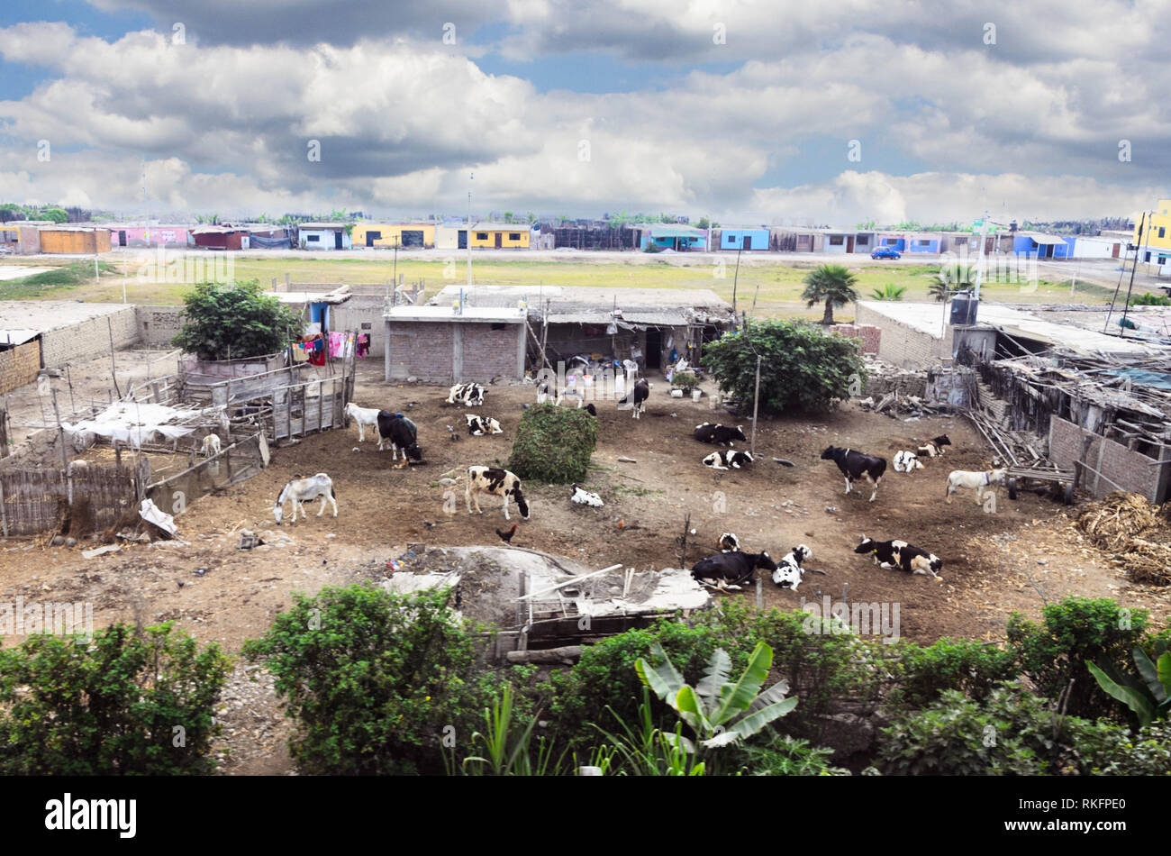 Kuhherde. Kühe im Feld. grasende Kühe, in einem Haus untergebracht. Stockfoto