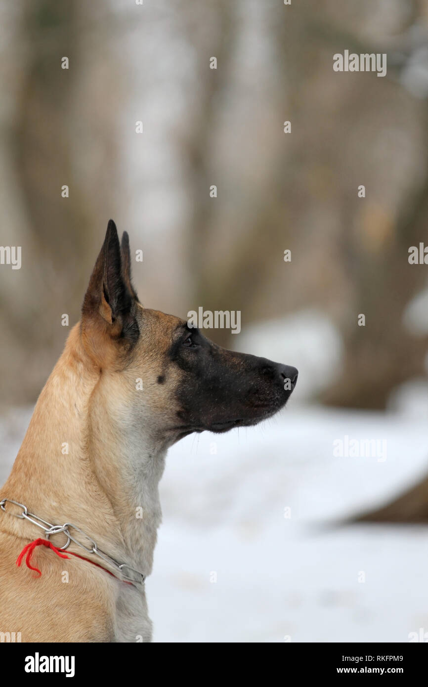Winter Portrait von einem schönen Hund Rasse Belgischer Schäferhund Malinois Stockfoto