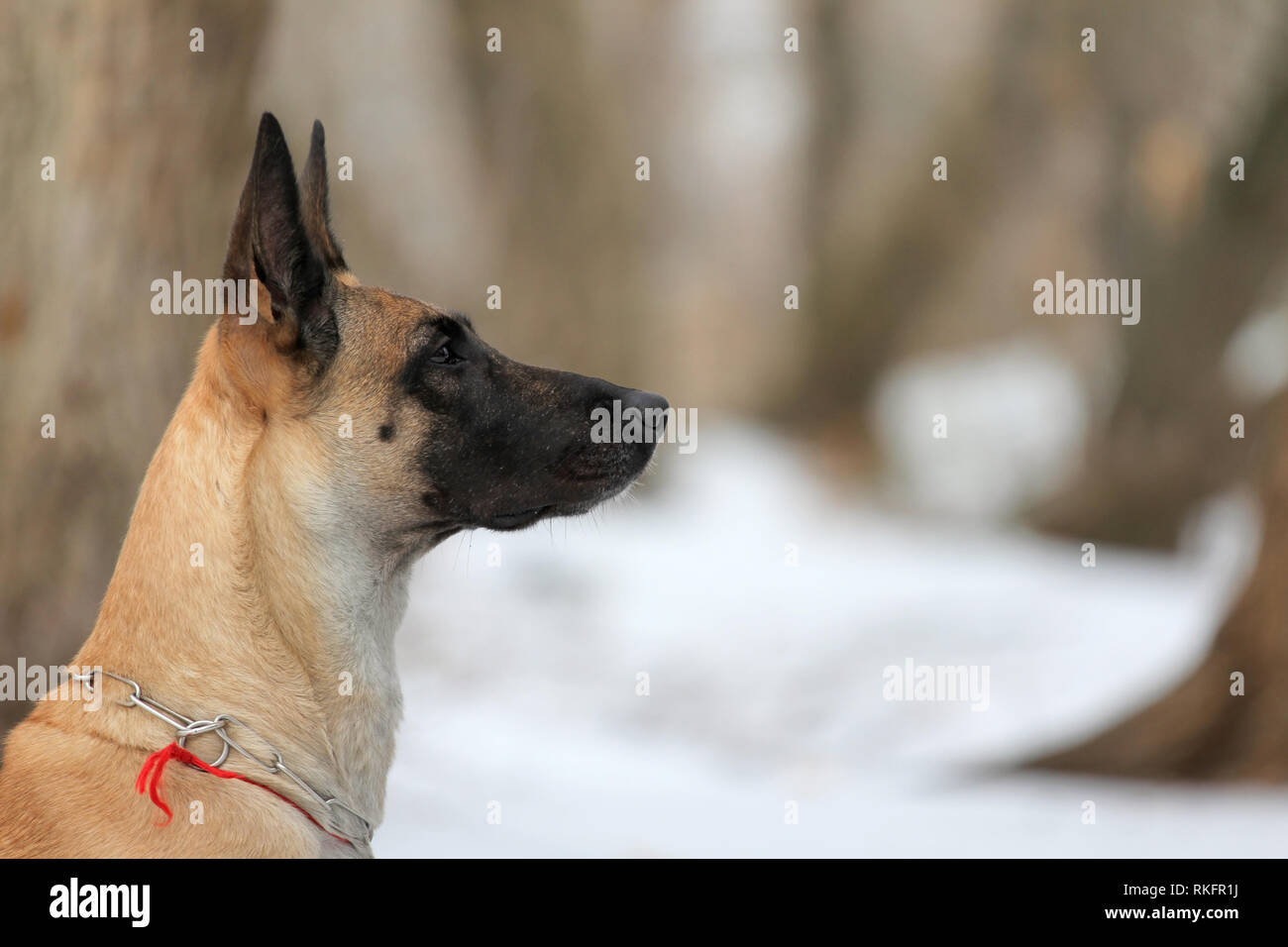 Winter Portrait von einem schönen Hund Rasse Belgischer Schäferhund Malinois Stockfoto