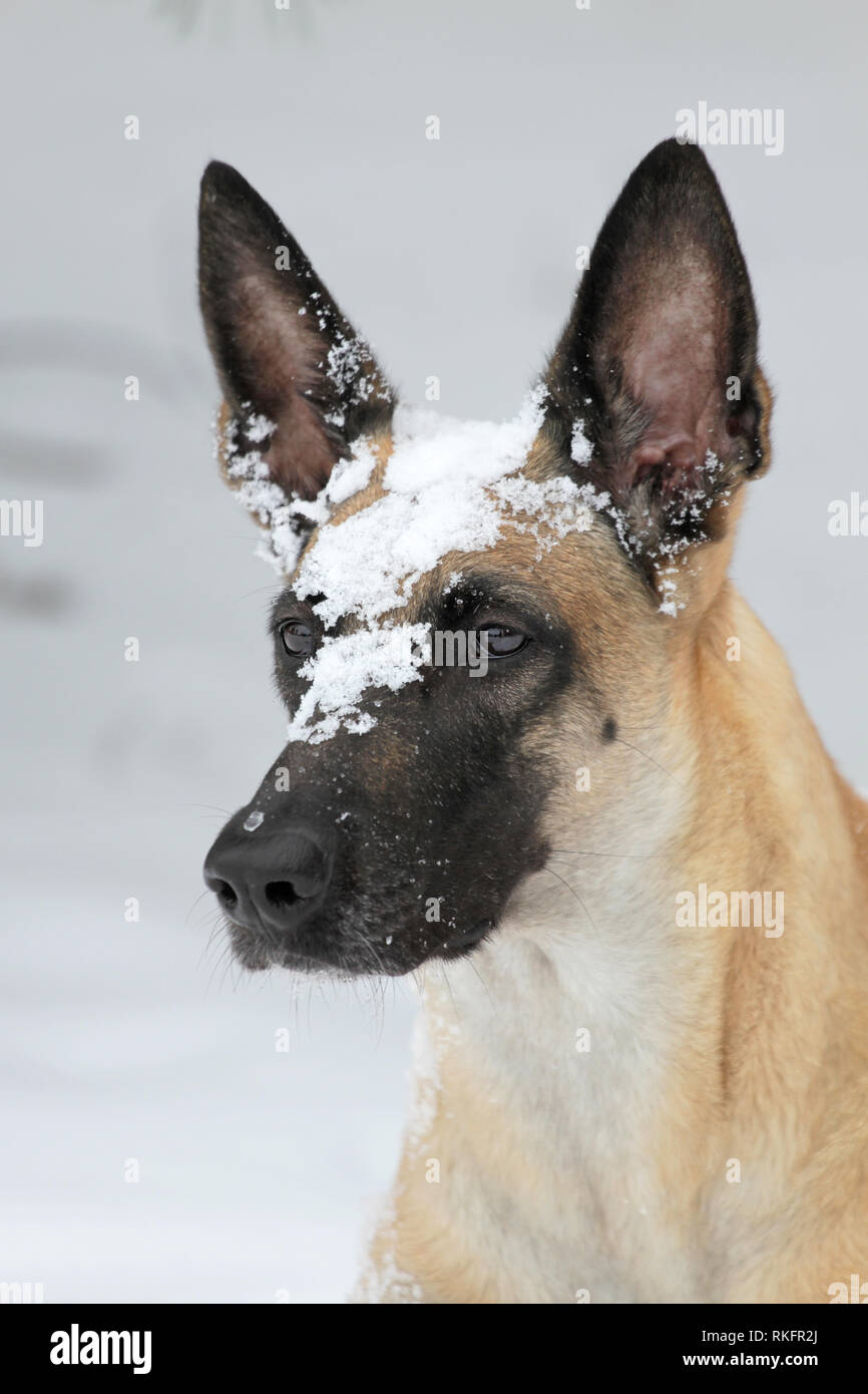 Winter Portrait von einem schönen Hund Rasse Belgischer Schäferhund Malinois Stockfoto