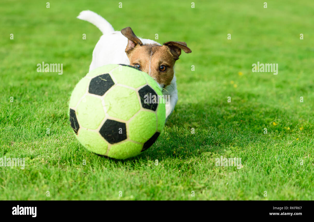 Hund Fußball spielen mit soccerball auf grünem Gras Rasen Stockfoto