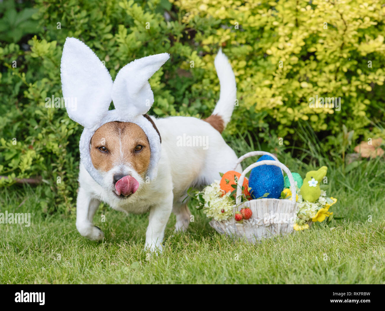 Ostereiersuche Konzept mit Hund auf der Suche nach Eiern und Osterzeit Geschenke Warenkorb Stockfoto