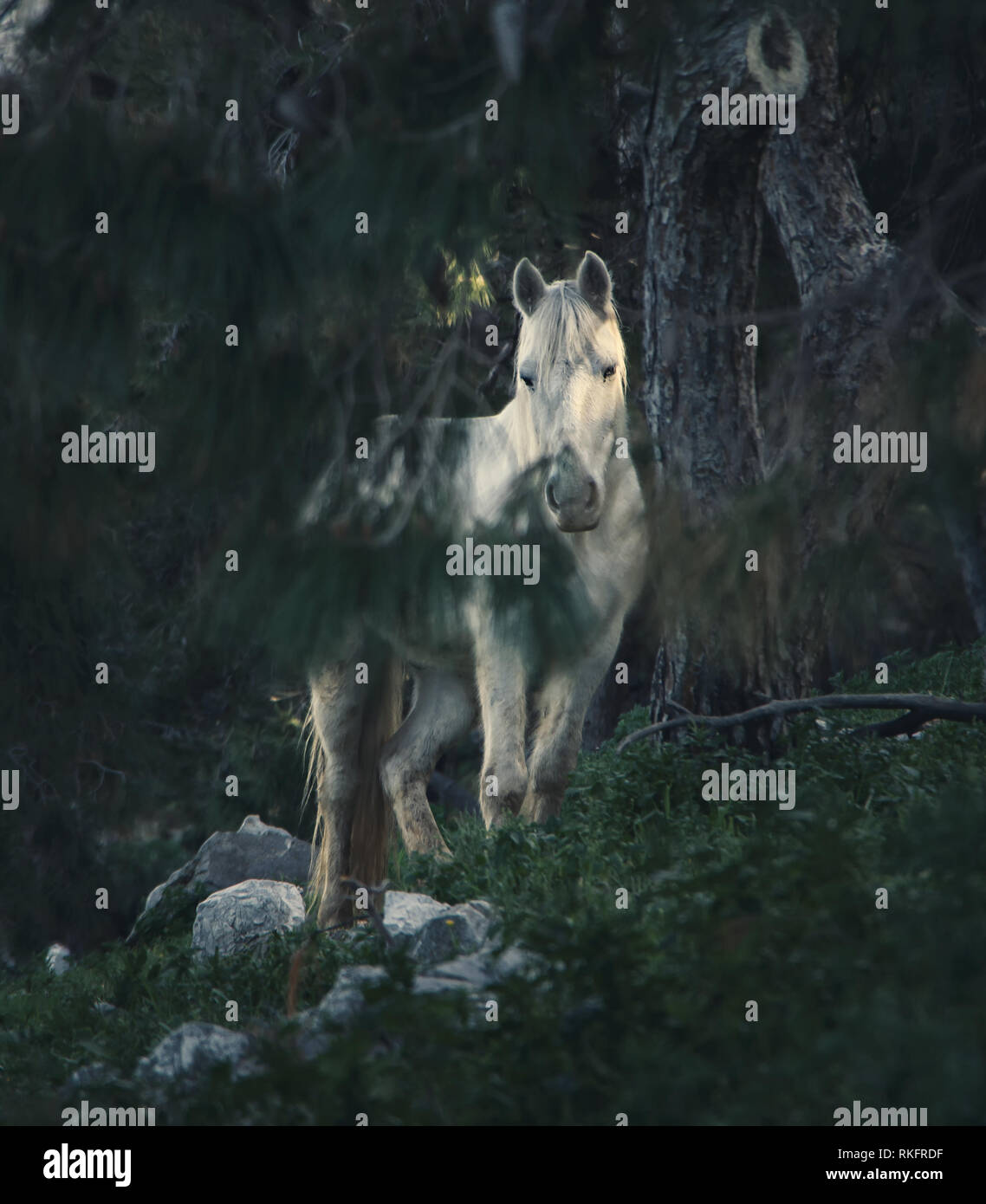 White Horse in Hydra Island - Griechenland Stockfoto