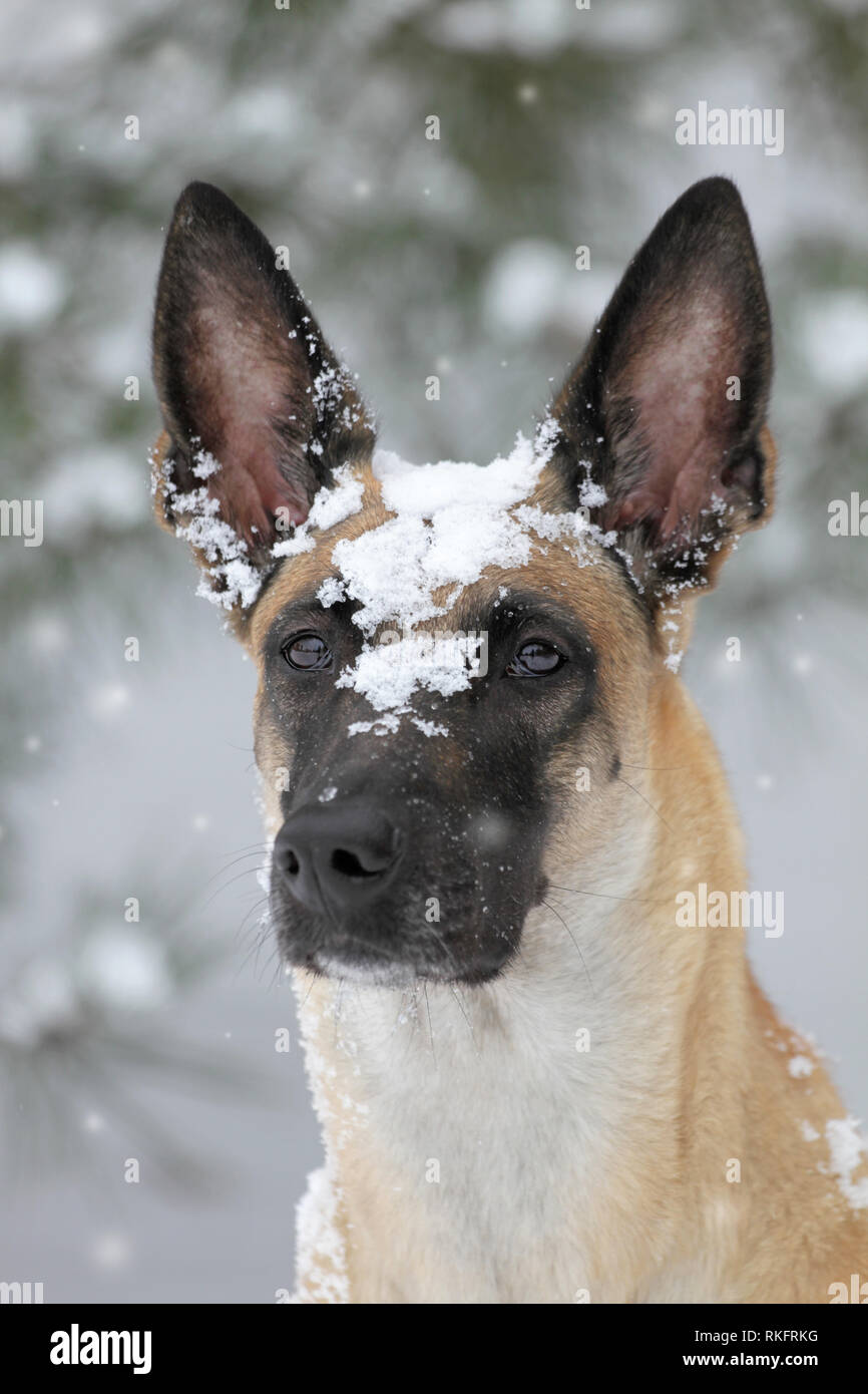 Winter Portrait von einem schönen Hund Rasse Belgischer Schäferhund Malinois Stockfoto