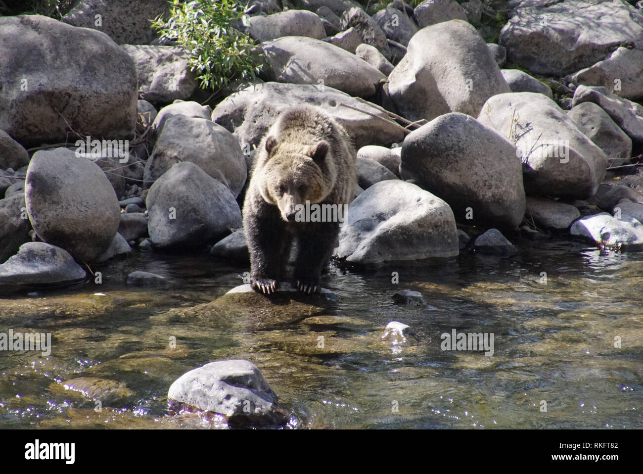 Ein erwachsener Grizzly Bär watet in einem Bergbach Stockfoto