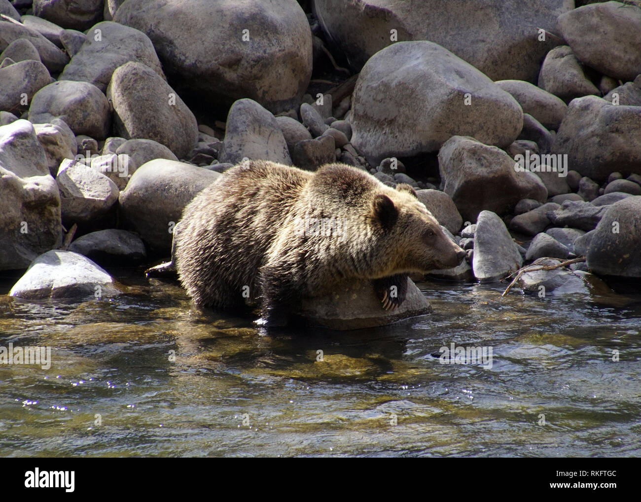 Ein erwachsener Grizzly Bär watet in einem Bergbach Stockfoto