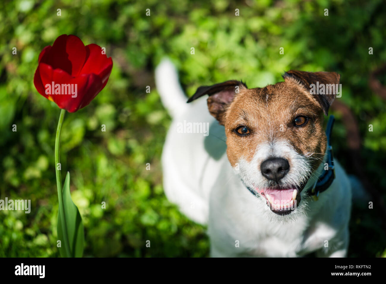 Adorable Hund suchen bis in die Kamera und Blühen rote Tulpe Blume Stockfoto