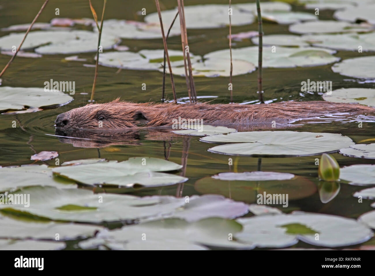 Europäischer Biber (Castor Fiber) Schwimmen durch Lily Pads, Knapdale Wald, Argyll, Schottland. Stockfoto
