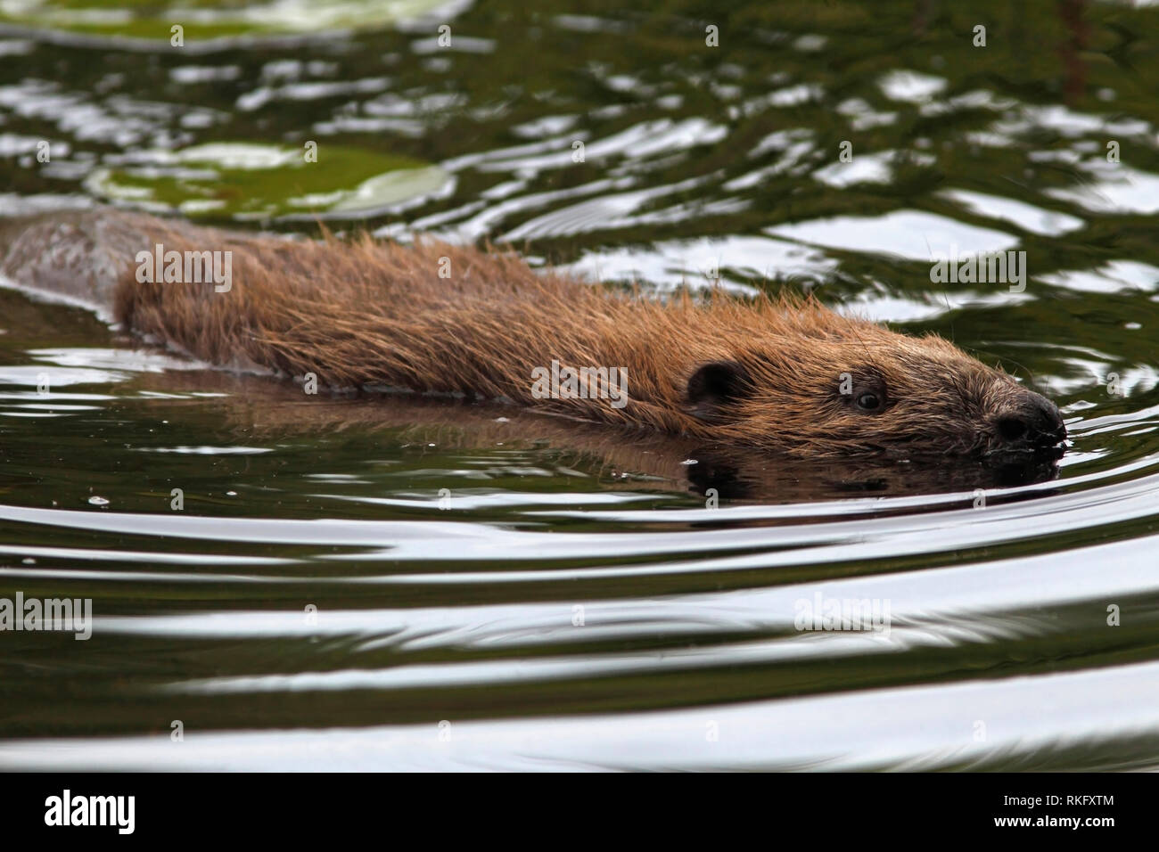 Europäischer Biber (Castor Fiber) Schwimmen, Knapdale Wald, Argyll, Schottland. Stockfoto