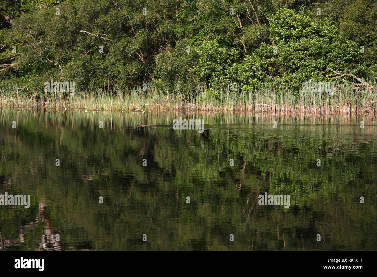 Europäischer Biber (Castor Fiber) Schwimmen entlang ein Loch, Knapdale Wald, Argyll, Schottland. Stockfoto