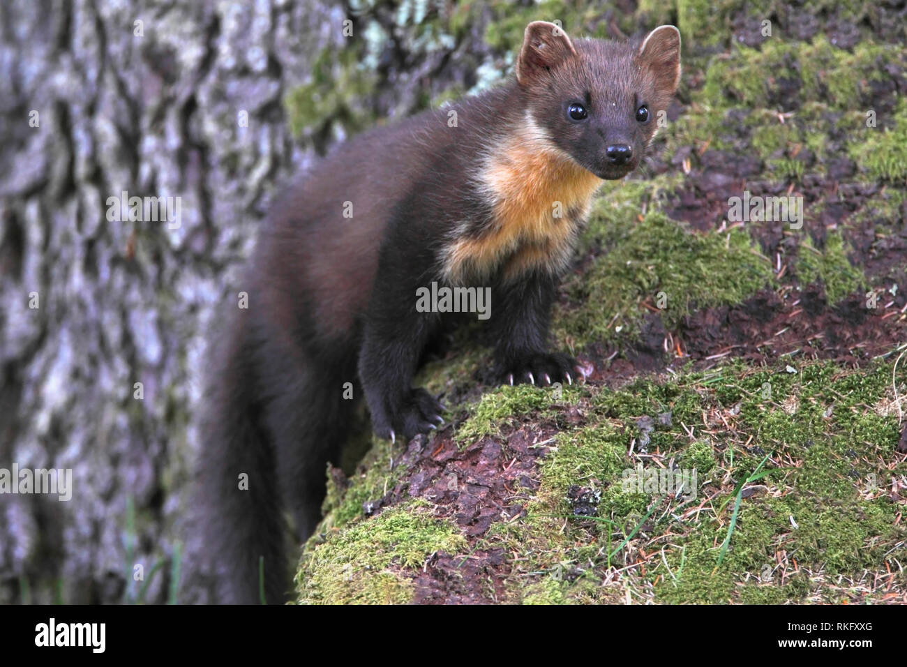 Marder, Schottland, UK. Stockfoto
