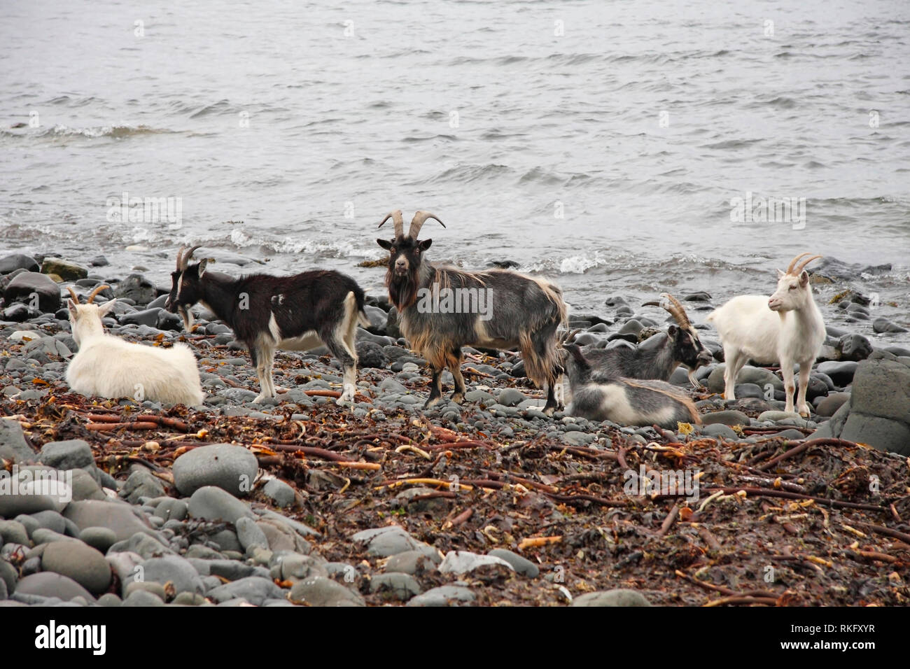Verwilderte Ziegen (Capra Hircus) Billy Goat mit mehreren Ziegen, Schottland, Großbritannien. Stockfoto