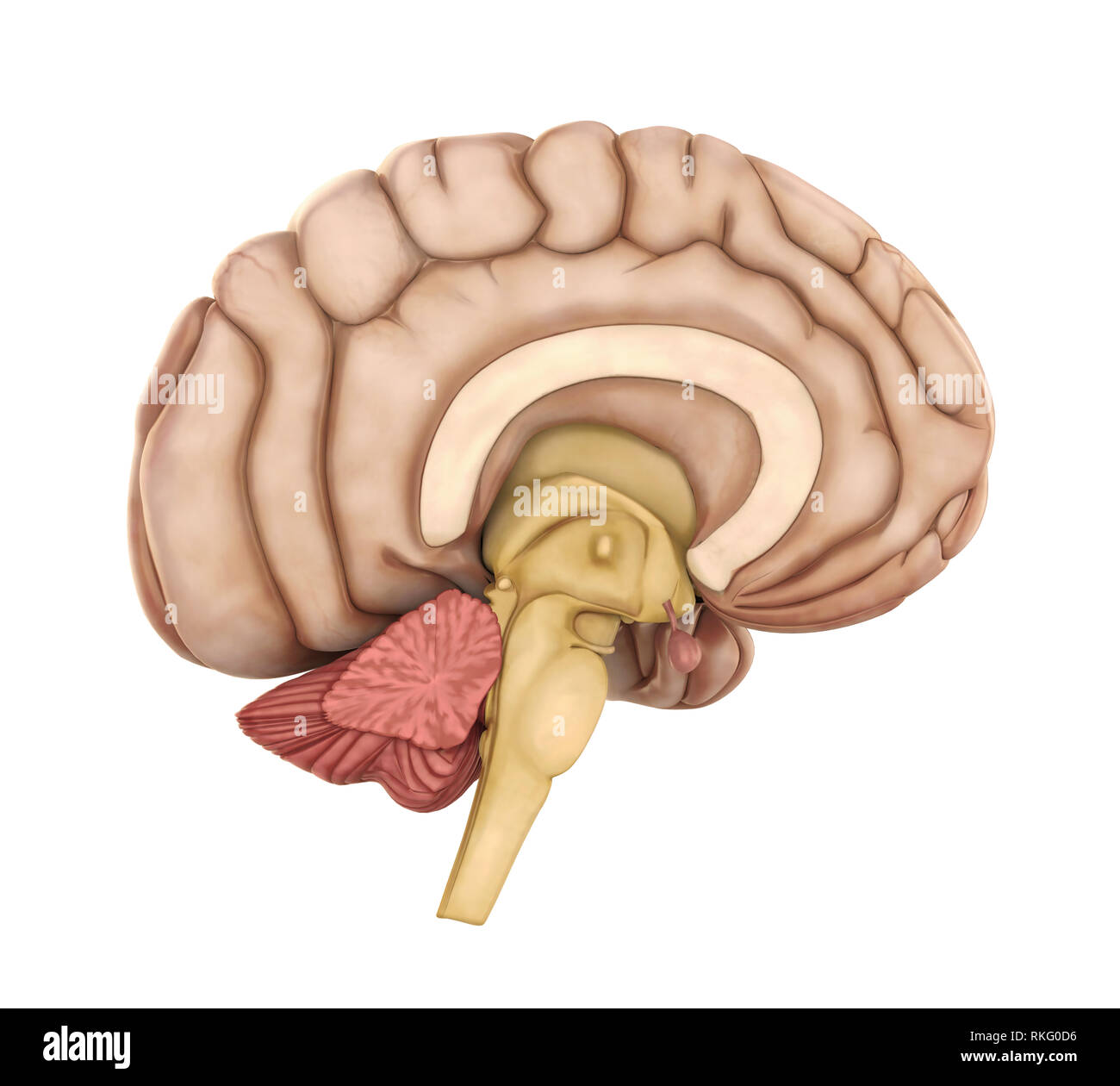 Die menschliche Anatomie des Gehirns isoliert Stockfoto