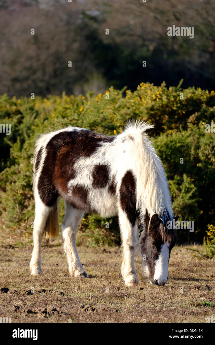 Der New Forest Pony ist ein anerkannter Berg- und Moorlandschaften, native pony Rassen von den Britischen Inseln. Höhe variiert von rund 12 auf 14,2 Hände; ponie Stockfoto