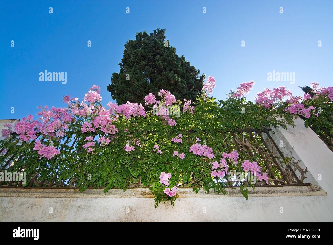 Rosa blühenden Busch mit grünen Blättern auf weißen Stein Wand- und  Sternenhimmel Sonne durch auf Mallorca, Spanien Stockfotografie - Alamy