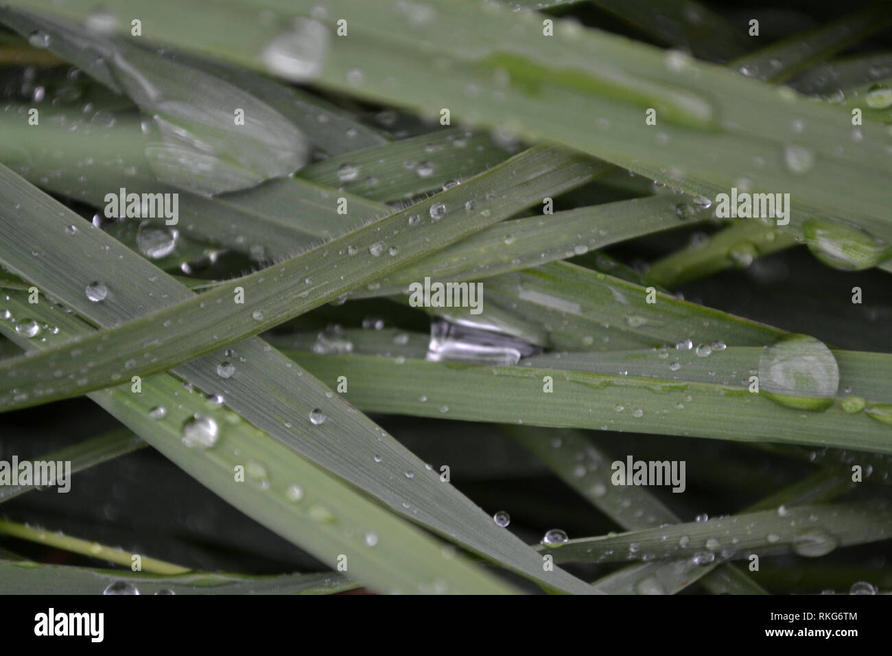 Flachtes Nasses Gras - Regentropfen auf Dem Land - Yorkshire UK Stockfoto