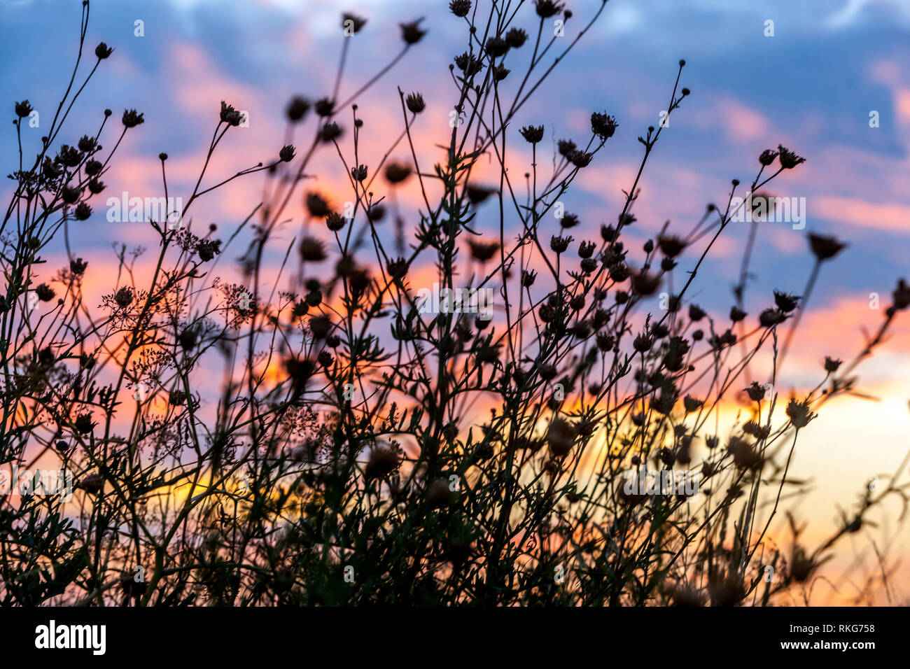 Silhouette der Wiese Blumen bei Sonnenuntergang mit dramatischen Wolken im Hintergrund Stockfoto