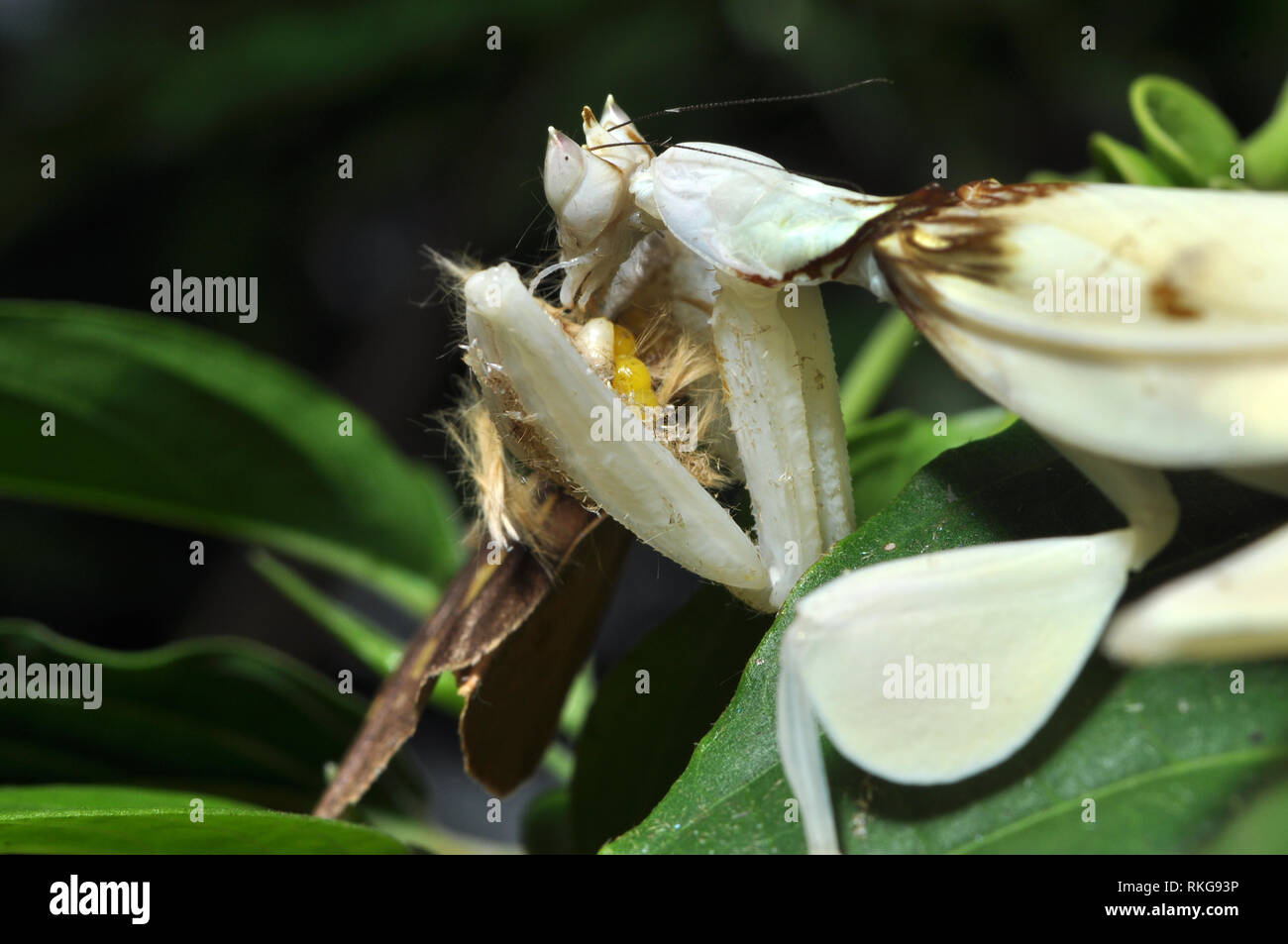 Männliche Orchid Mantis Essen Schmetterling Stockfoto