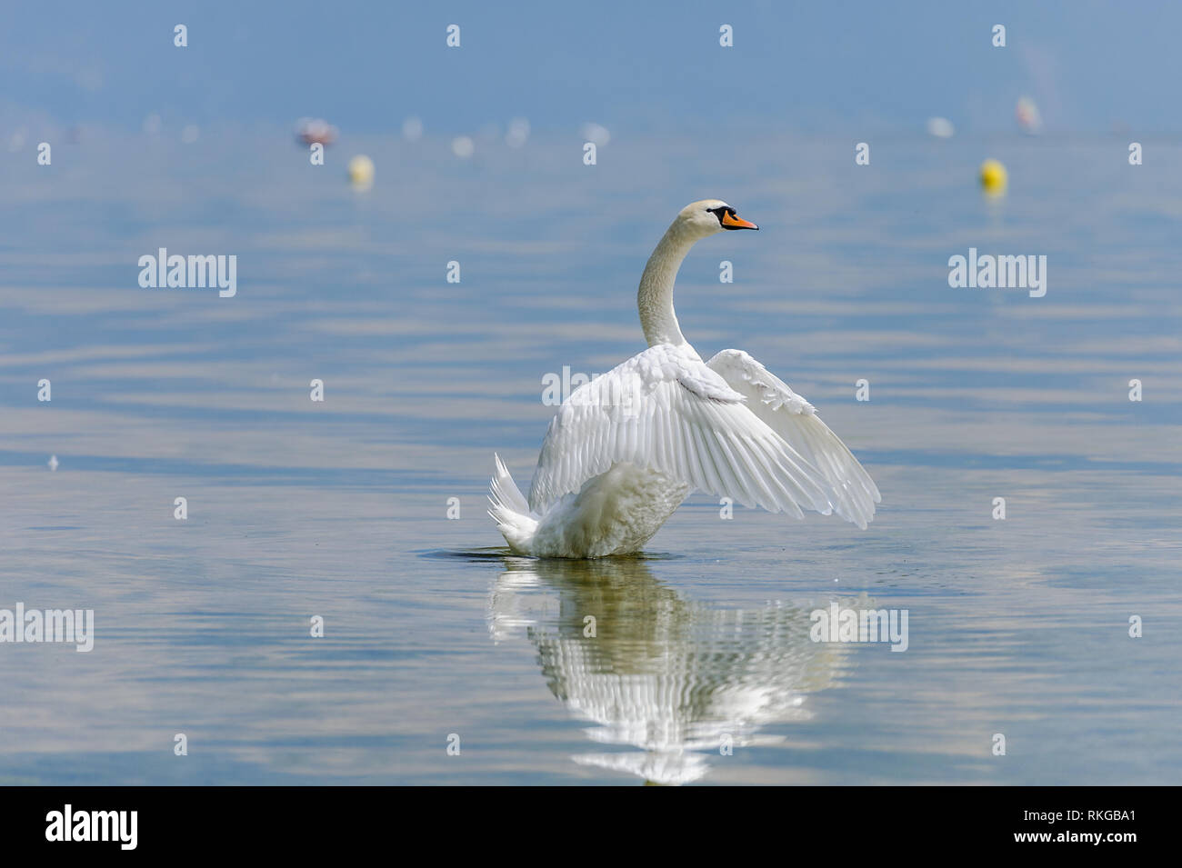 Ein schöner, weißer Schwan breitet seine Flügel aus und kommt aus dem Wasser. Stockfoto