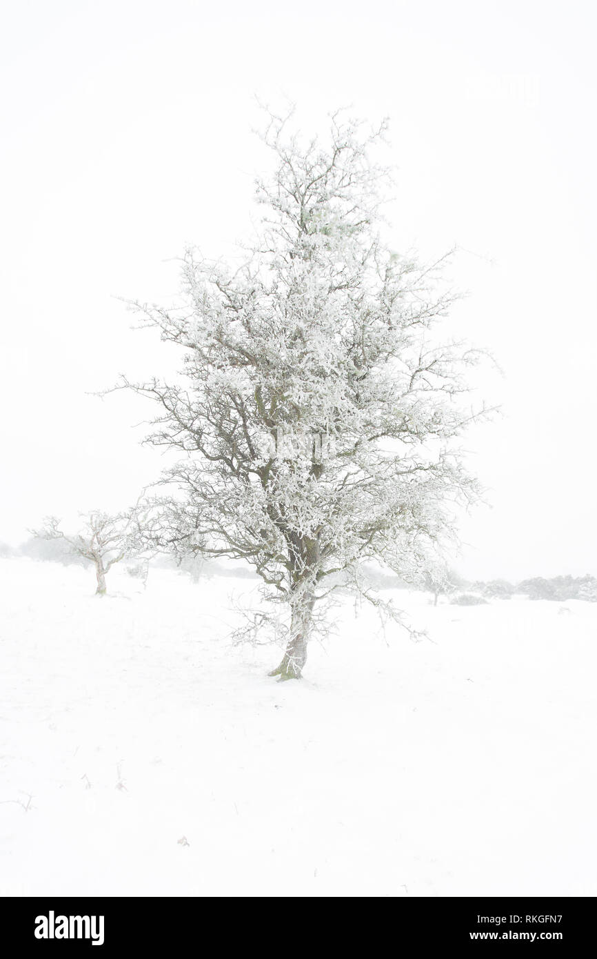 Eis von plattierten Baum in einer Schneelandschaft. Stockfoto