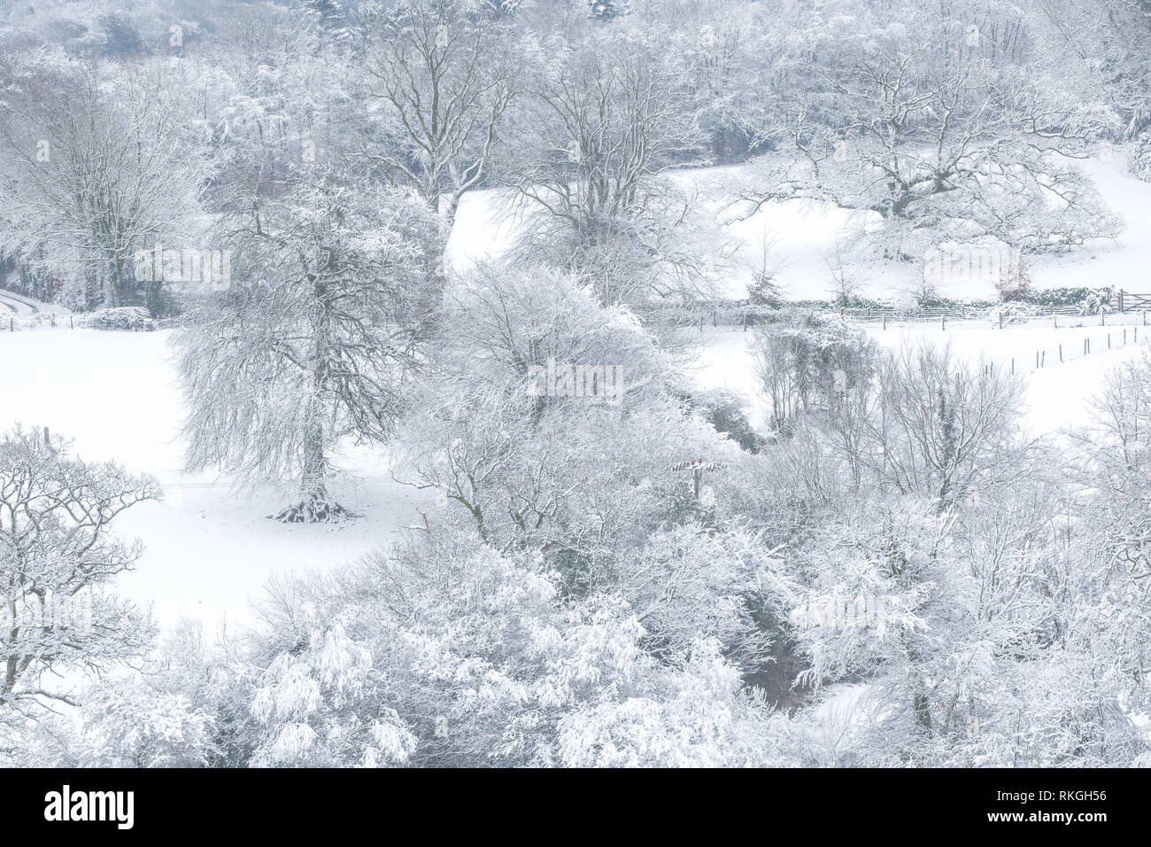 Blick über eine verschneite Landschaft mit Feldern und der Baum. Devon, UK Stockfoto