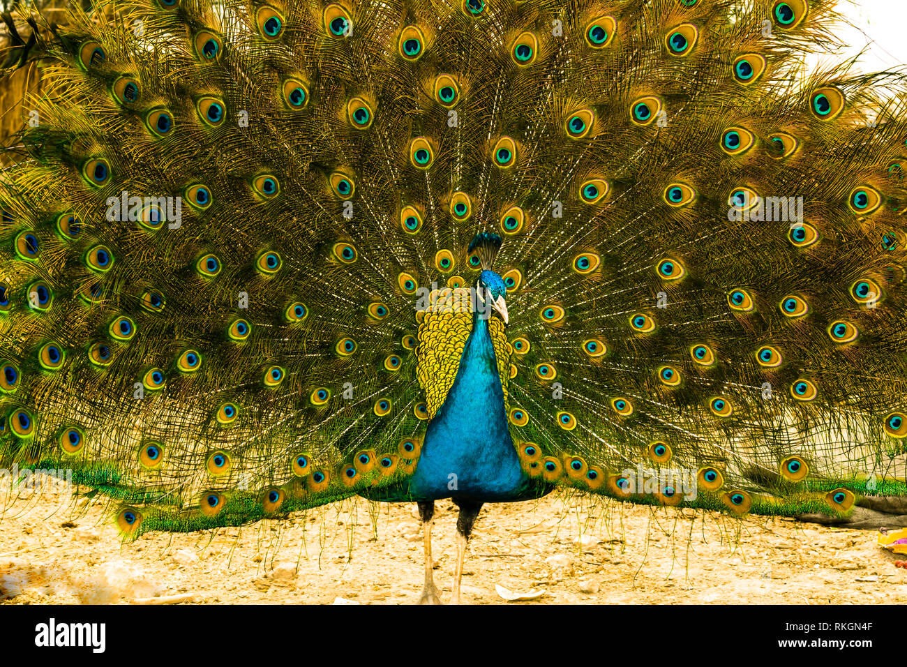 Männliche indische Pfau tanzen Stockfoto