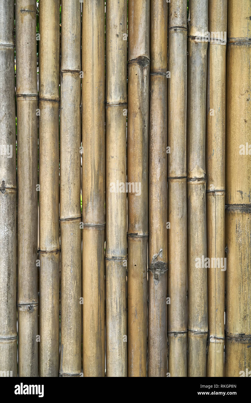 Alte texturierte Holzwand aus Bambus Bäume im Freien gemacht. Closeup vertikale Foto. Stockfoto