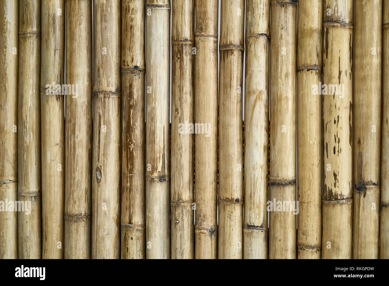 Golden texturierte Holzwand aus Bambus Bäume im Freien gemacht. Closeup horizontale Foto. Stockfoto