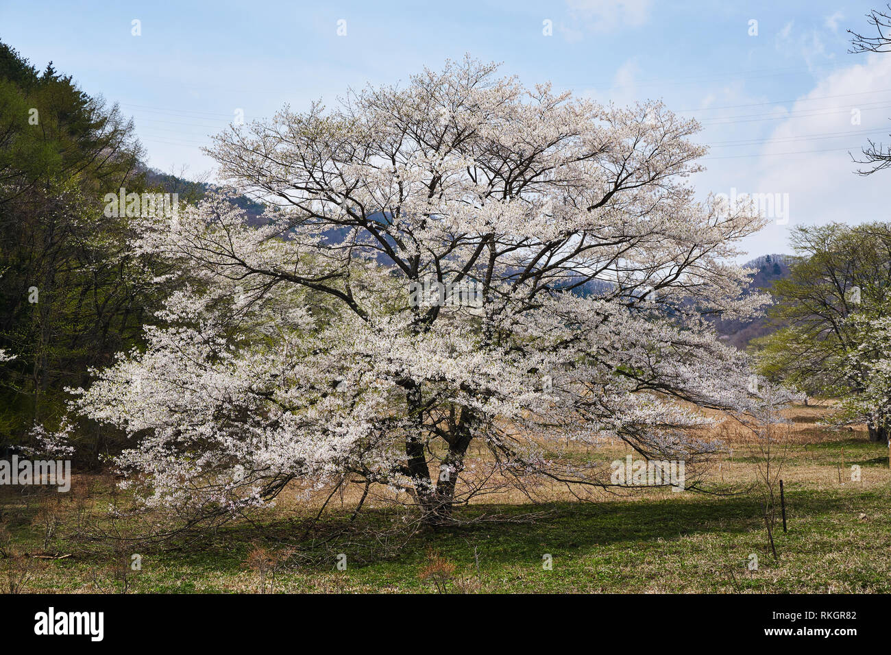 Cherry Blossom Kirschbaum in voller Blüte in das ländliche Japan. Stockfoto