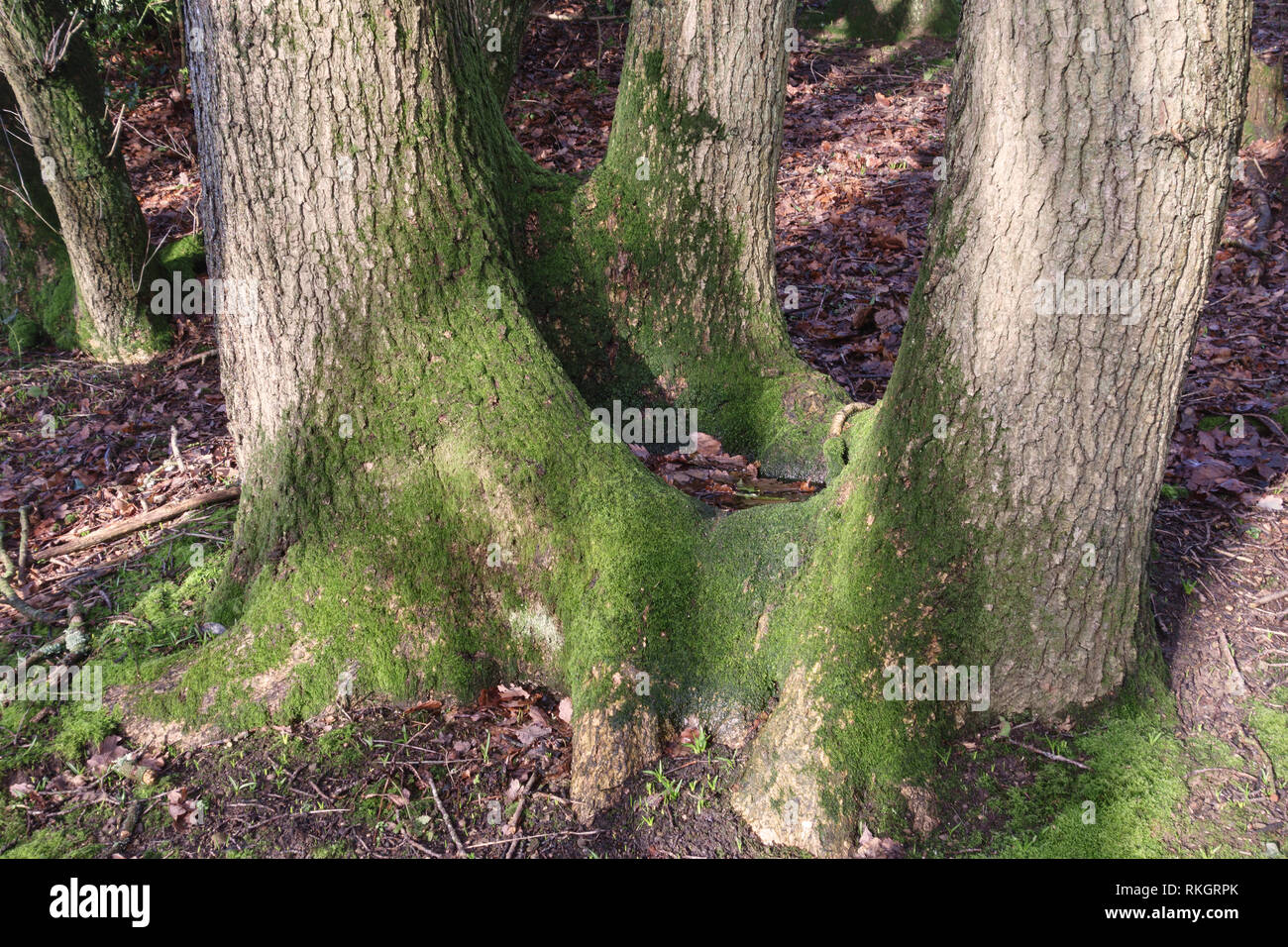 Herefordshire, UK. In einem alten Wald, der "Tool" eines alten coppiced Eiche hat jetzt 'overstood' geworden ist (d. h. die Stiele sind zu dick) durch Vernachlässigung Stockfoto