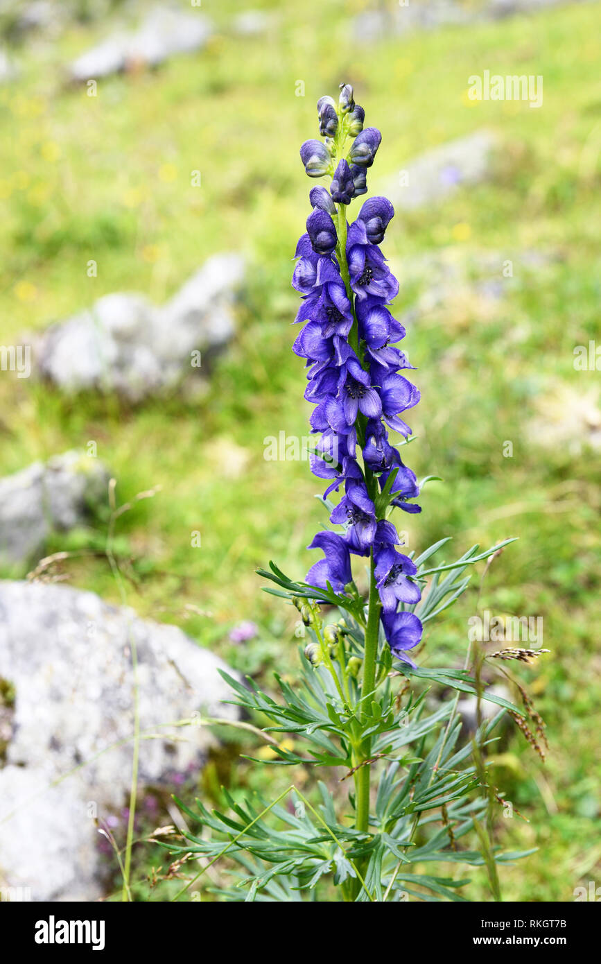 Der Mönch - Haube (Aconitum napellus) Blüte in der alpinen Natur. Stockfoto