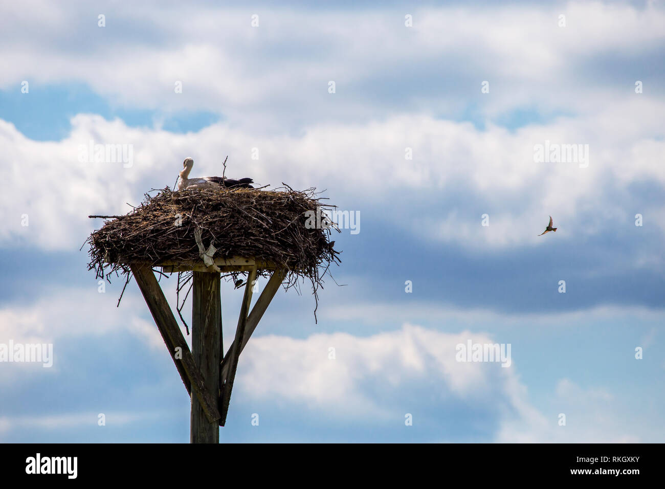 Weißstörche Babys im Nest auf und blauer Himmel. Storchennest mit Jungstörche in Lettland. Stockfoto