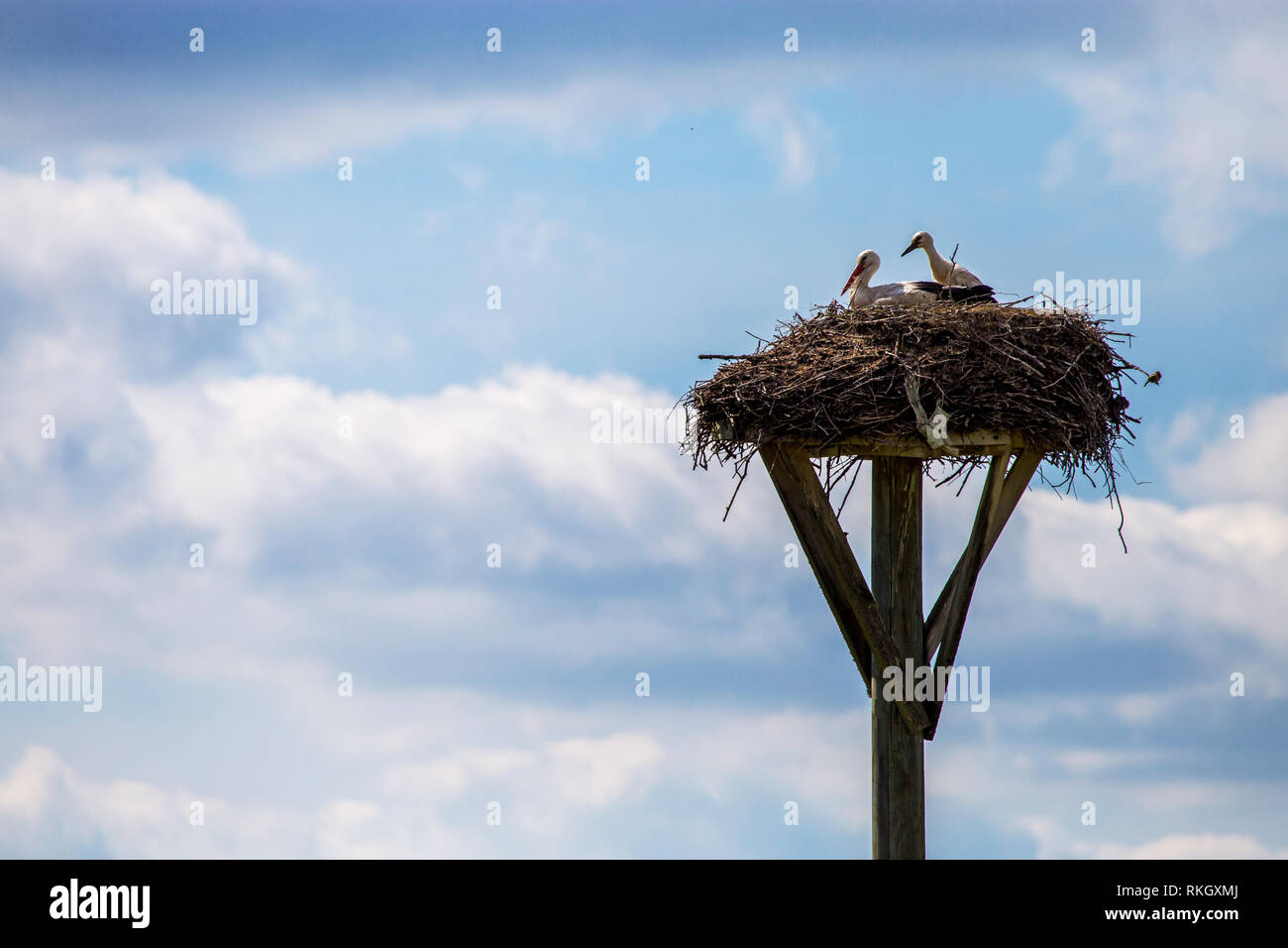 Weißstörche Babys im Nest auf und blauer Himmel. Storchennest mit Jungstörche in Lettland. Stockfoto
