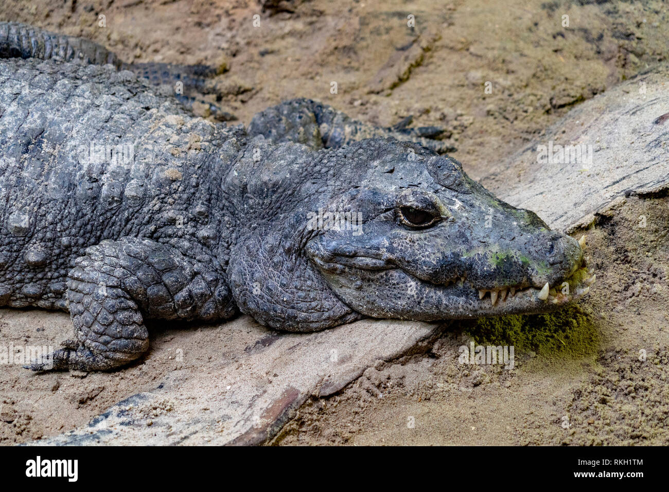 Big enorme Krokodil nach dem Mittagessen in der Nähe von Stockfoto