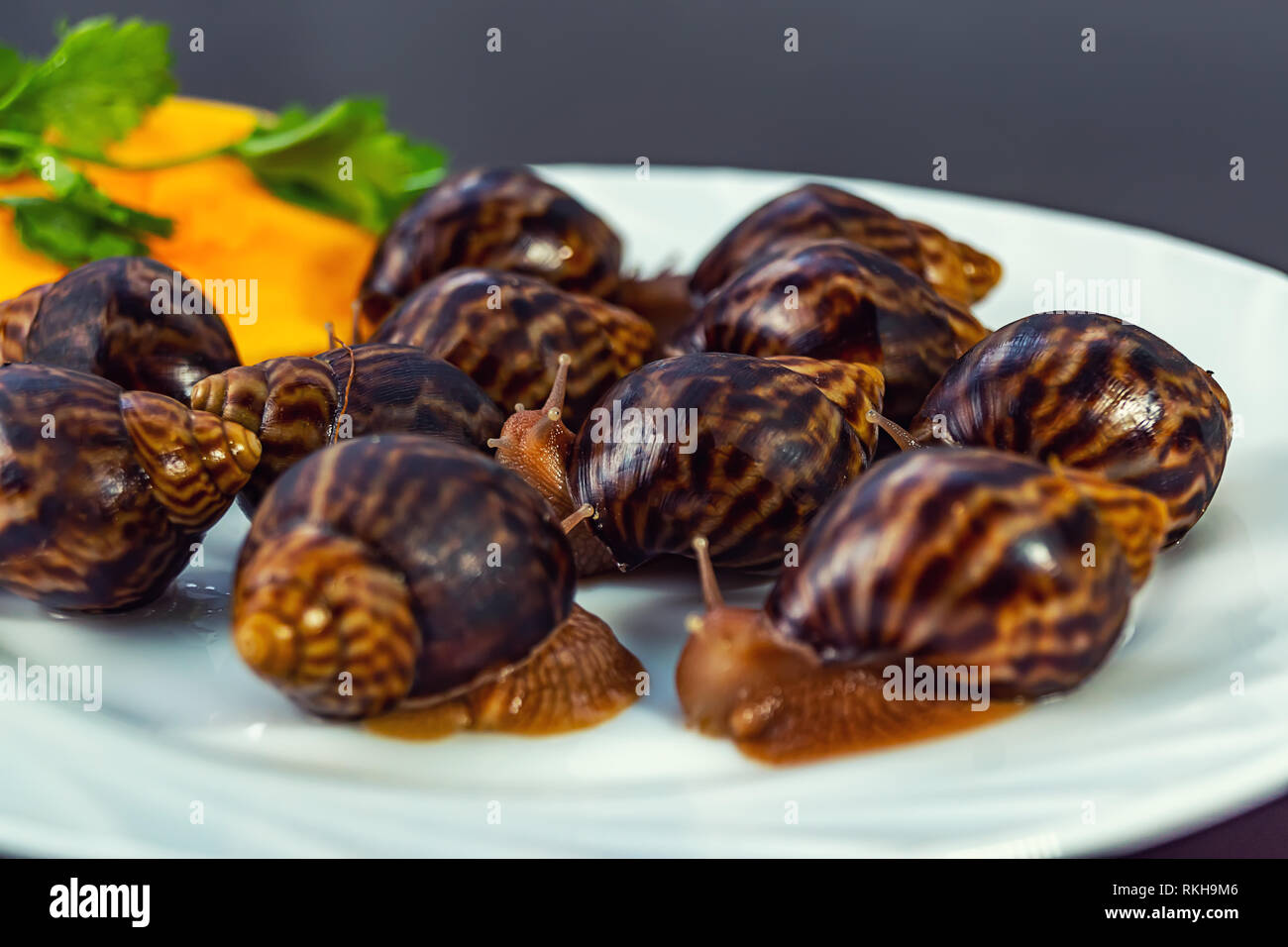 Traube Schnecken, akhatina, auf einer Platte, wie roh essen, eine rawism und als ein köstliches Gericht Stockfoto