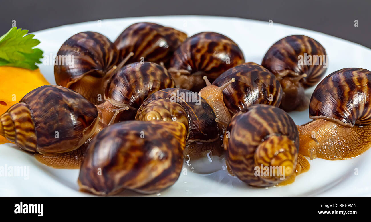 Traube Schnecken, akhatina, auf einer Platte, wie roh essen, eine rawism und als ein köstliches Gericht Stockfoto