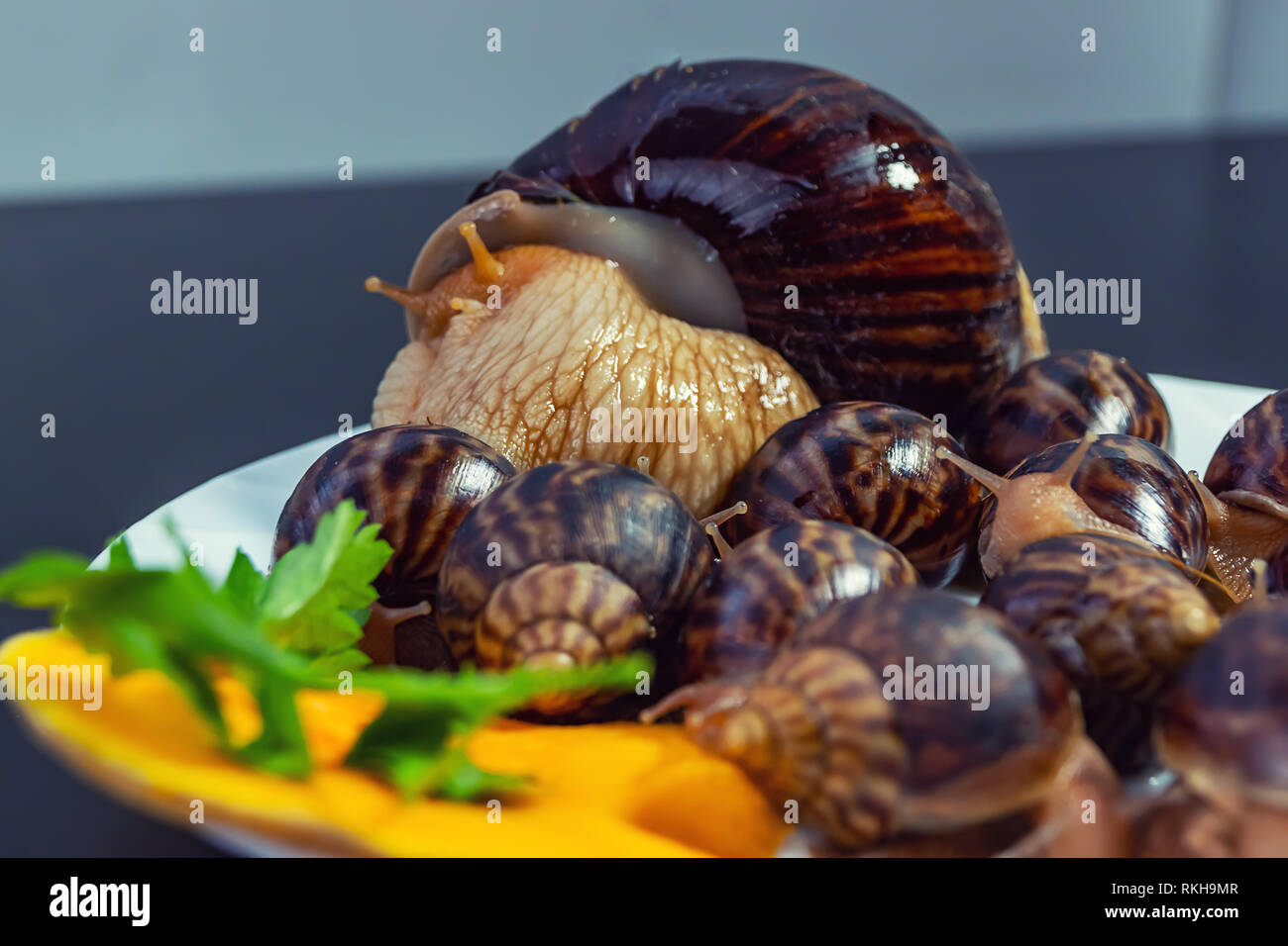 Traube Schnecken, akhatina, auf einer Platte, wie roh essen, eine rawism und als ein köstliches Gericht Stockfoto