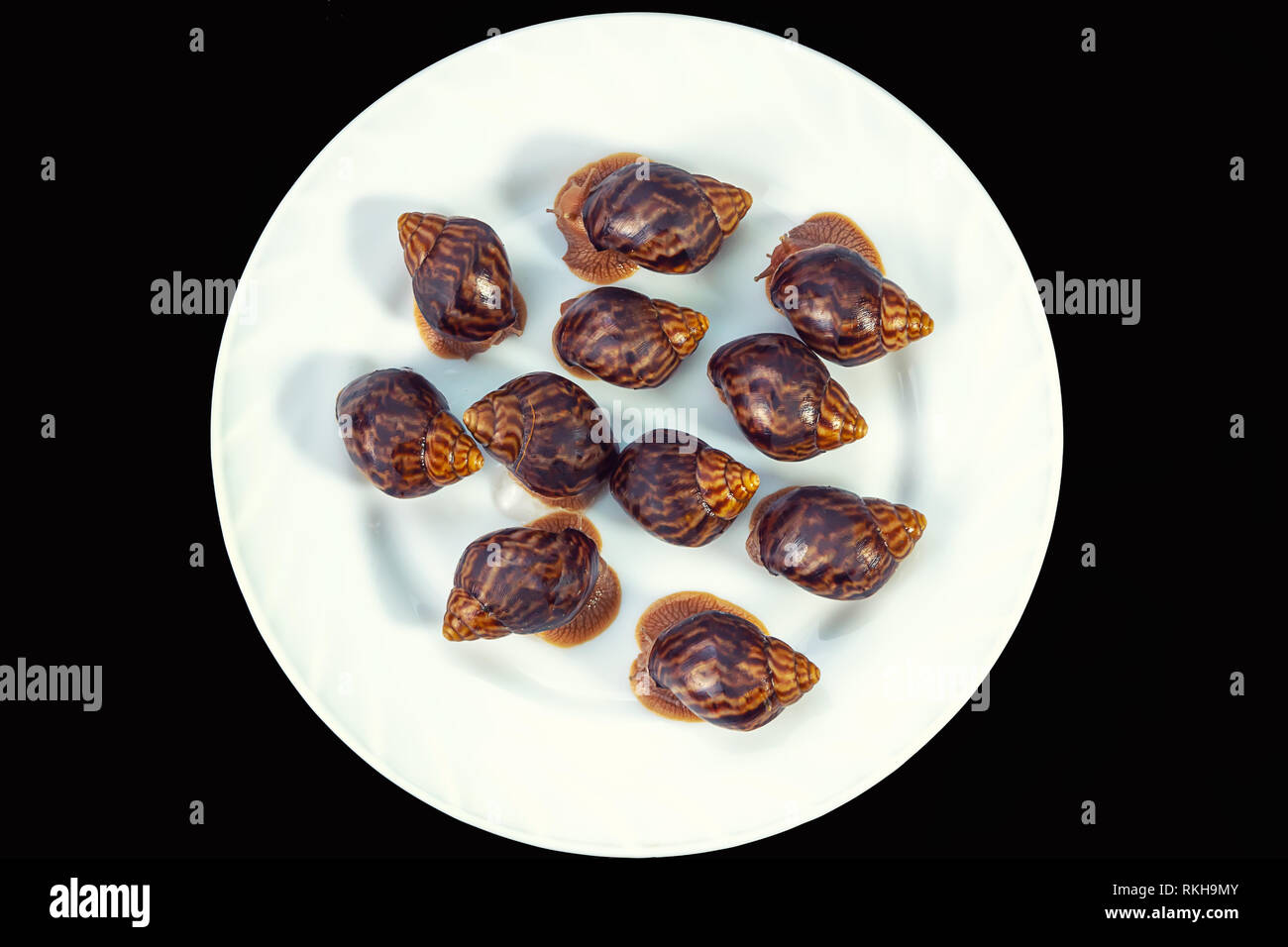 Traube Schnecken, akhatina, auf einer Platte, wie roh essen, eine rawism und als ein köstliches Gericht Stockfoto