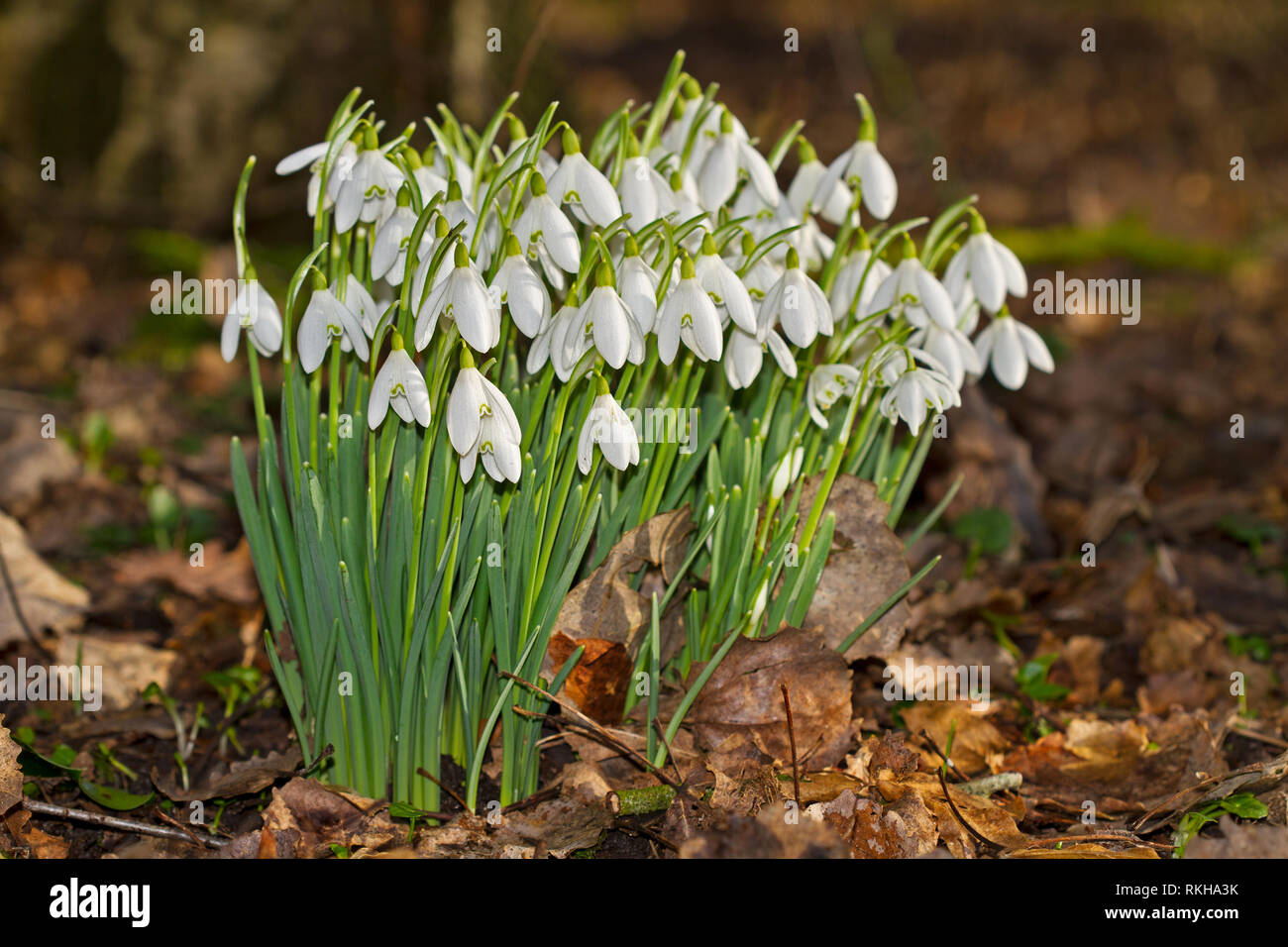 Weiße Blumen, gemeinsame Schneeglöckchen blühen im Frühling Stockfoto