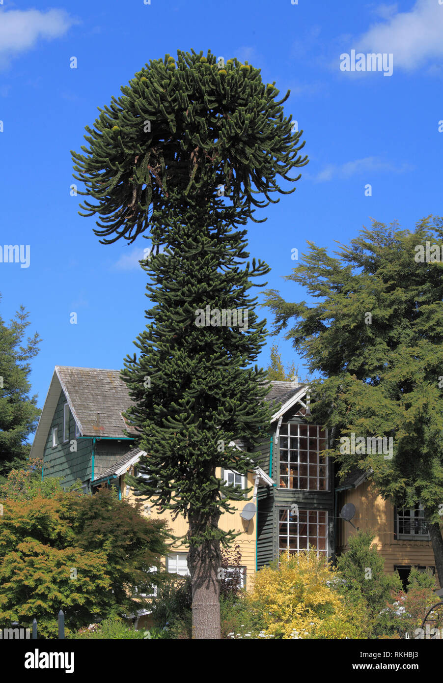 Chile, Lake District, Frutillar, araucaria Baum, Araucaria araucana, Stockfoto