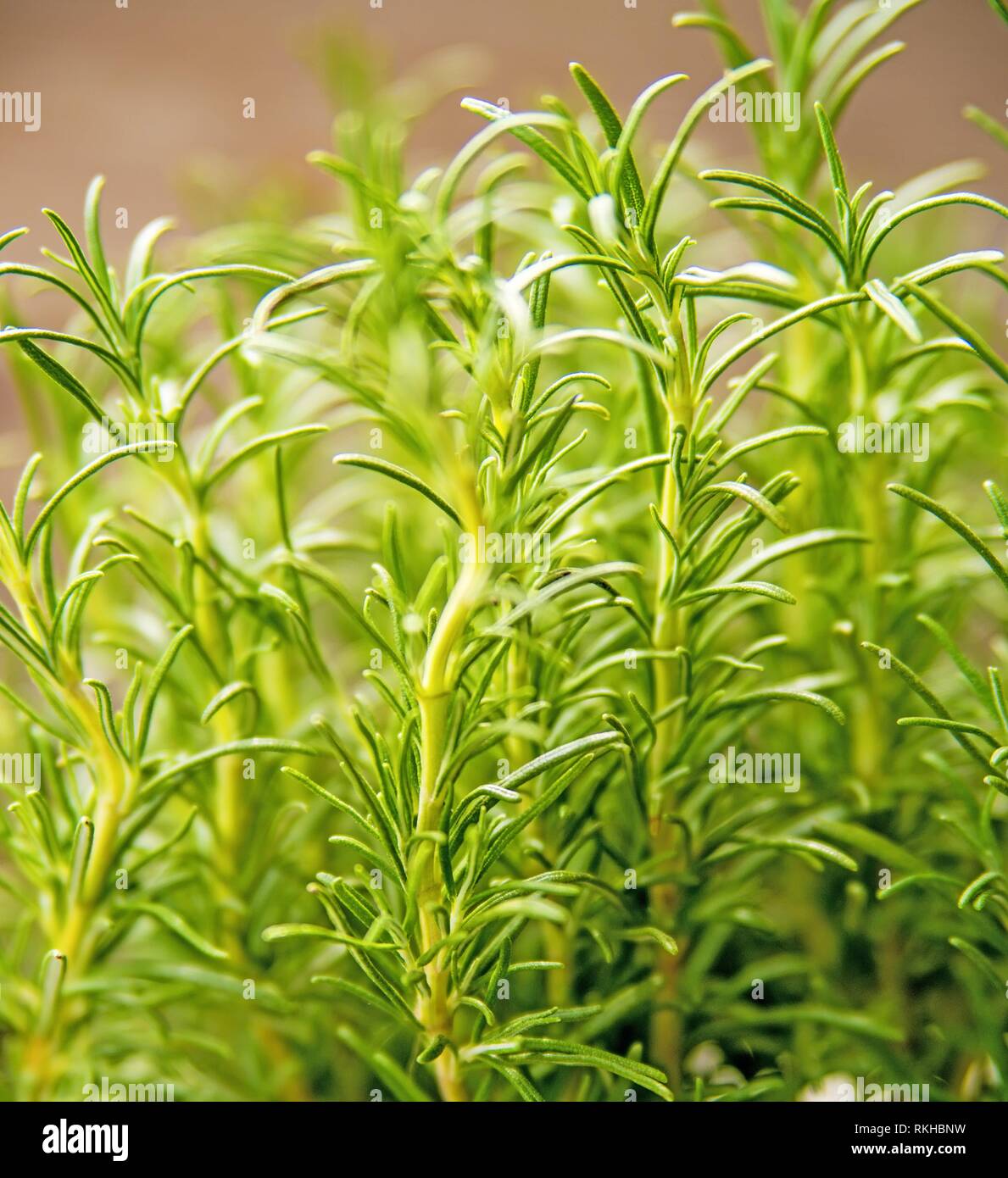 Rosmarin, frisch grüne Kraut im Frühjahr. Stockfoto