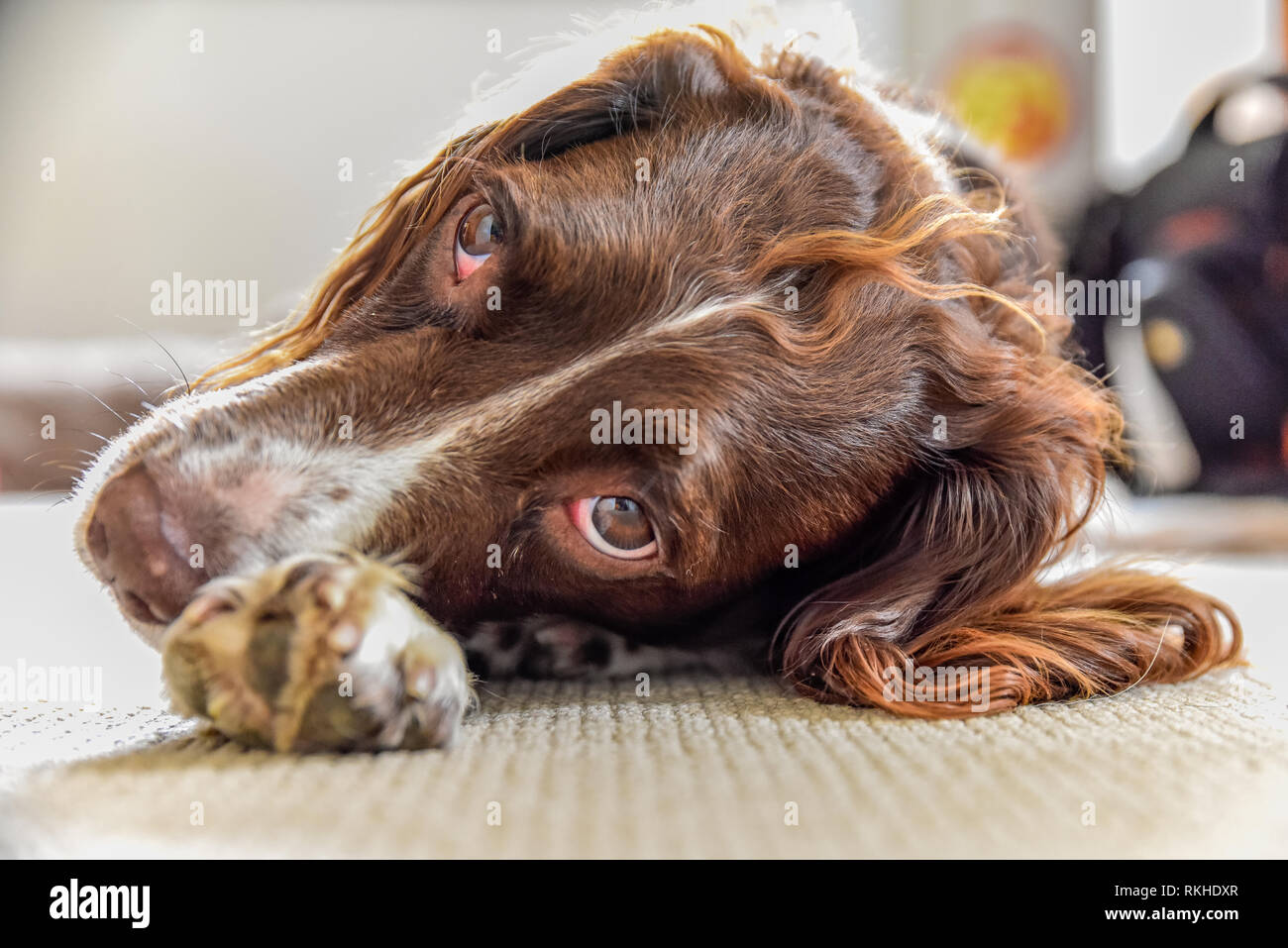 Kopf geschossen eines braunen und weißen Springer Spaniel zur Festlegung auf einen Teppich. Stockfoto