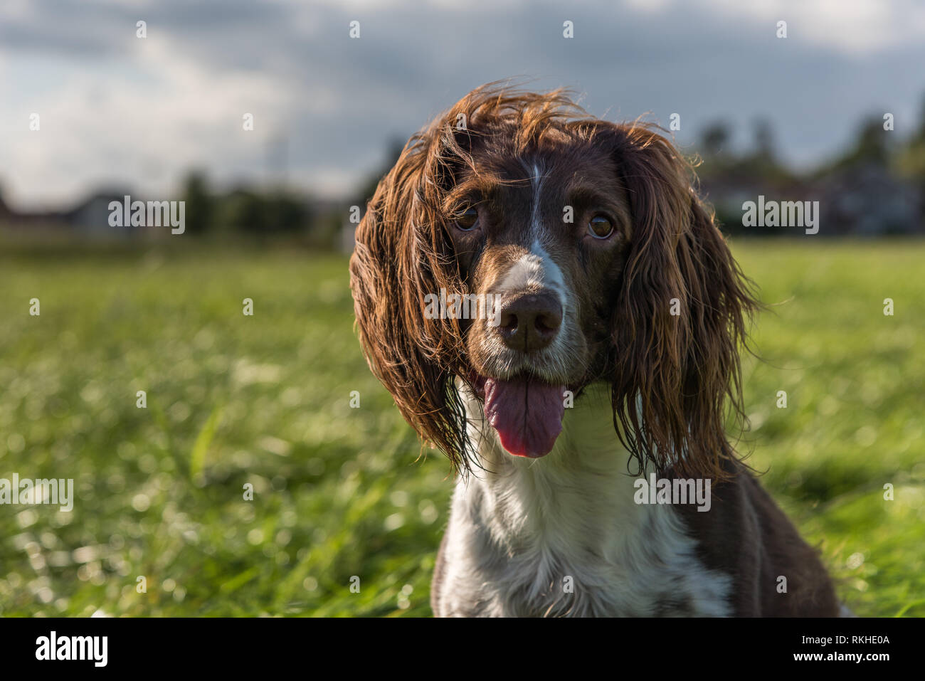 Braune und weiße Springer Spaniel saßen auf dem Gras in der Feld-, Kopf- und shounder erschossen. Stockfoto