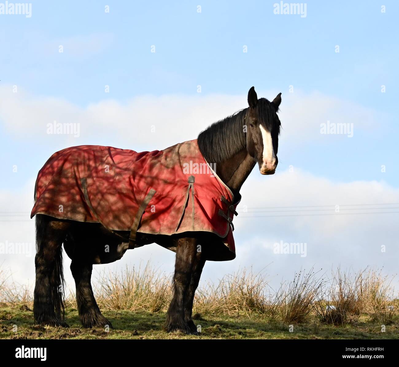 Ein Pferd in einem Feld in der Nähe von neuen Thornsett, Mühlen, Debyshire Stockfoto