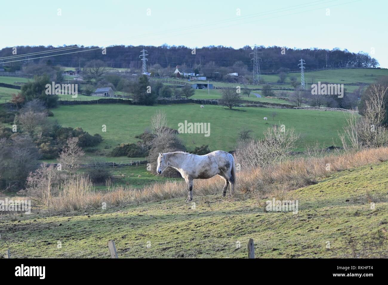 Ein Pferd in einem Feld in der Nähe von neuen Thornsett, Mühlen, Debyshire Stockfoto