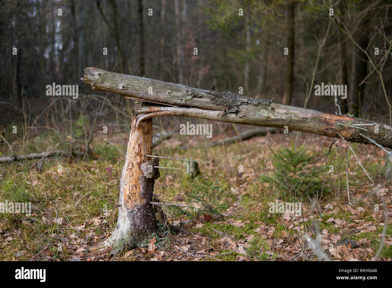 Nahaufnahme der gebrochenen Baum in einem Wald Stockfoto