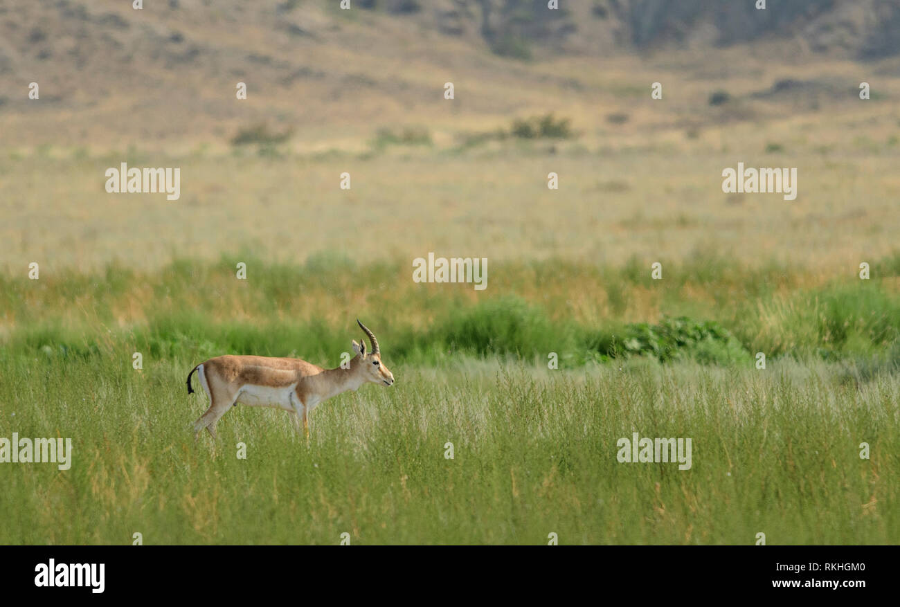 Männliche goitreed Gazelle (Gazella subgutturosa) im Nationalpark Vashlovani, Georgia. Stockfoto