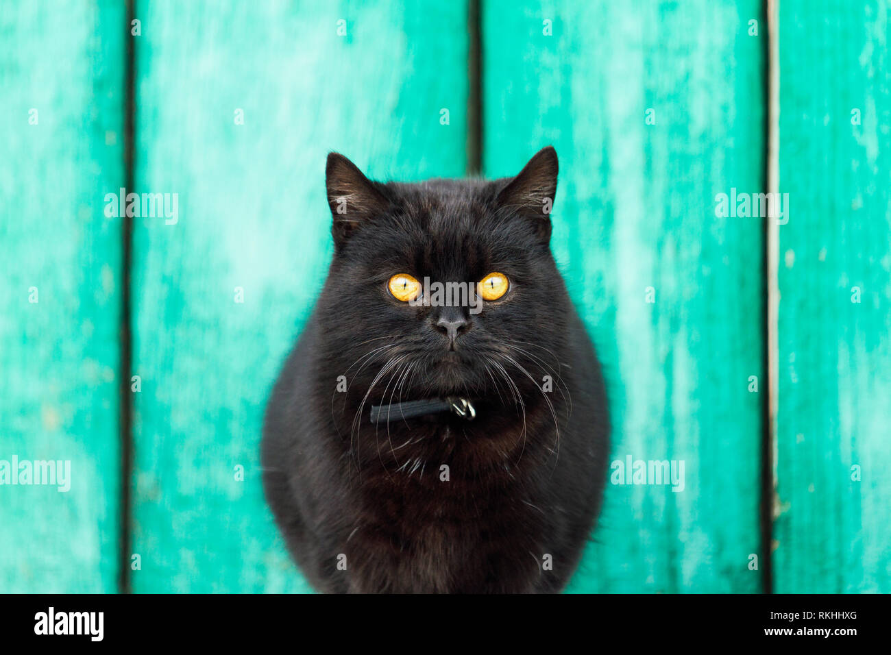 Schwarze Katze mit gelben Augen auf grünem Hintergrund Stockfoto