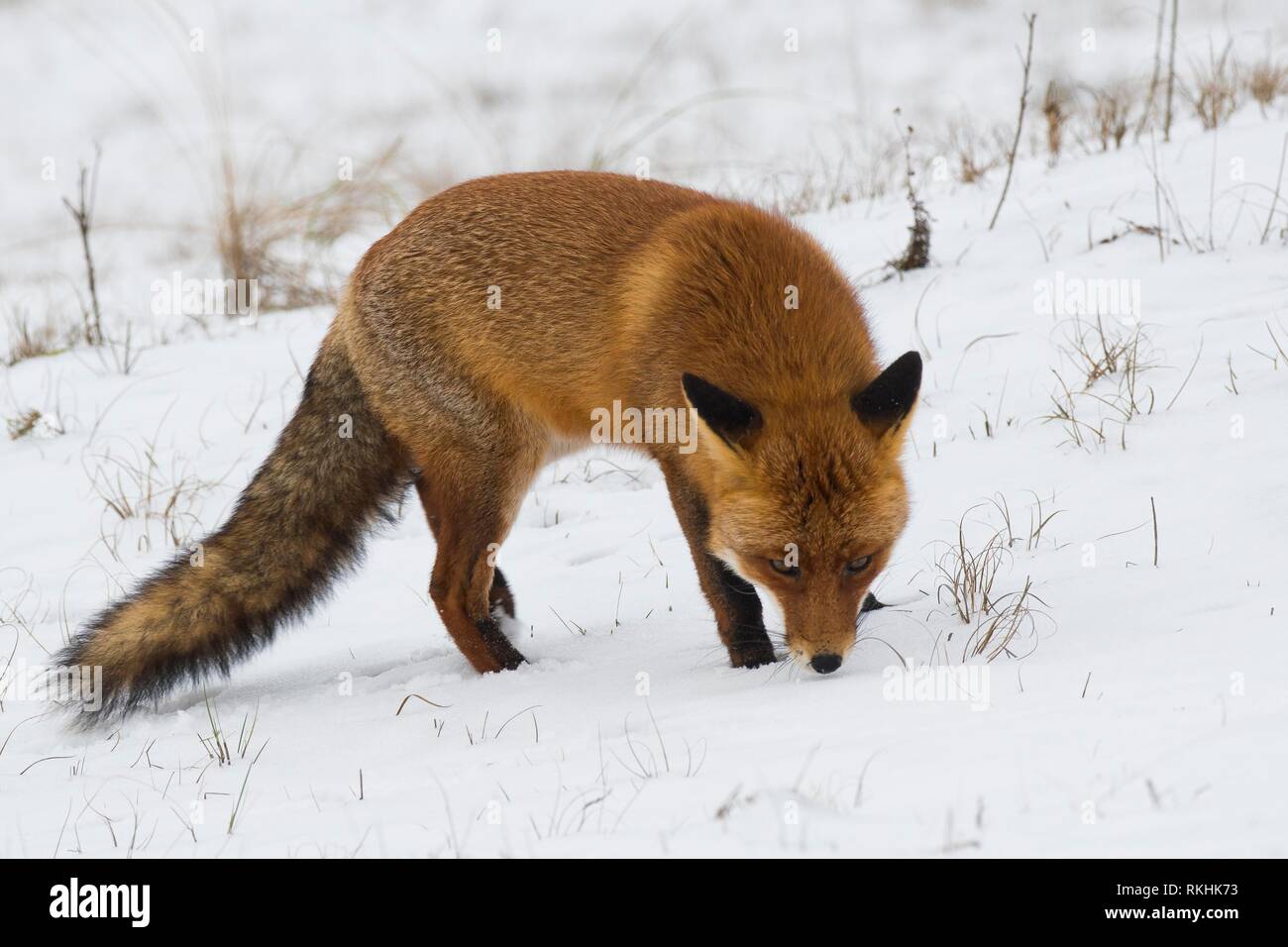 Red Fox (Vulpes vulpes) schnüffeln im Schnee, Nord Holland, Niederlande Stockfoto