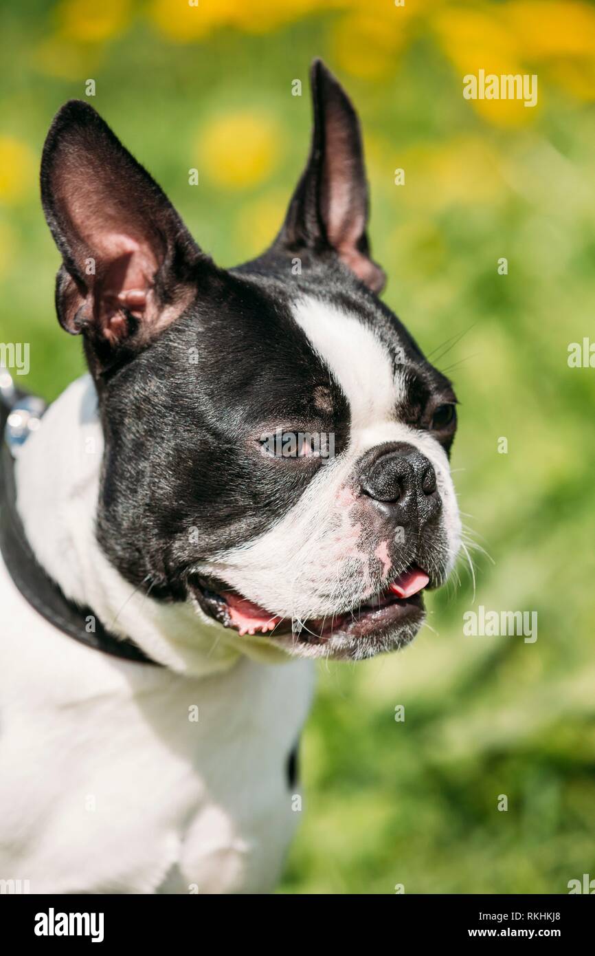 Close Up Portrait der lustige junge Boston Bull Terrier Hund Outdoor im  grünen Frühlingswiese mit gelben Blüten. Spielerische Pet im Freien  Stockfotografie - Alamy